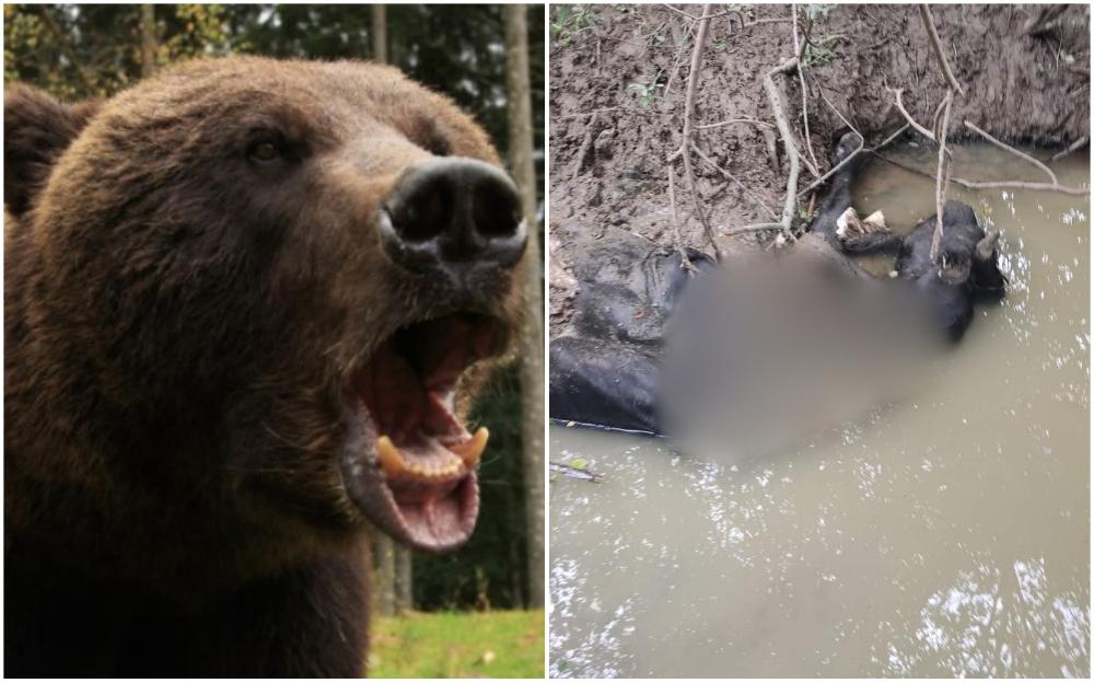 Medvjed napao junca u štali u Ilijašu, ostatke ostavio u potoku