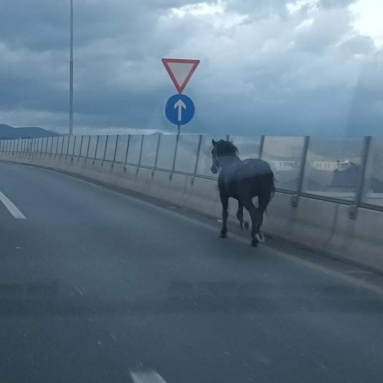 Konj se kretao prema naselju Briješće - Avaz