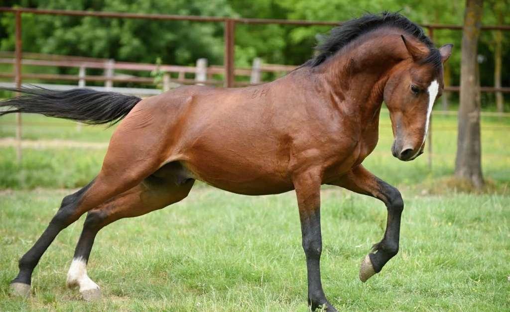 Konj lipicaner - Avaz