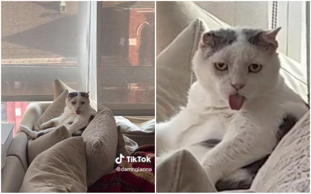 Video / Da li ste vidjeli mačku koja plazi jezik, svi se pitaju je li joj dobro