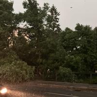 Haos u Tuzli: Stablo se srušilo na cestu, pljušti kiša 