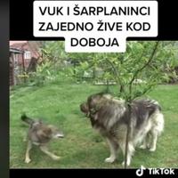 Neobični ljubimci žive u dvorištu porodice Tubić u Doboju