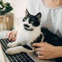 Šta mačka želi od vas kada vam sjedne na laptop ili na knjigu dok je čitate?
