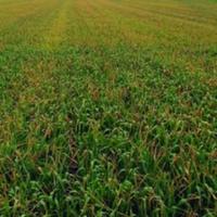 Marinković: Na usjevima pšenice se pojavila 'žuta hrđa' koja će prouzrokovati štete