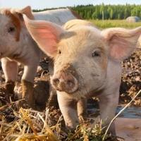 Vlada Distrikta osigurala gotovo milion KM za štetu uzrokovanu afričkom svinjskom kugom