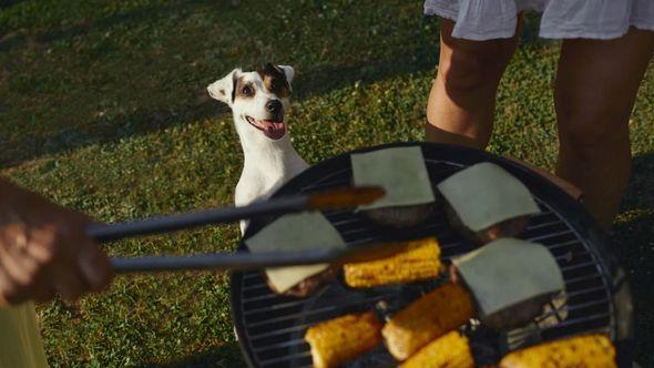 Psi i roštilj - Avaz