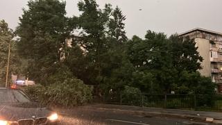 Haos u Tuzli: Stablo se srušilo na cestu, pljušti kiša 