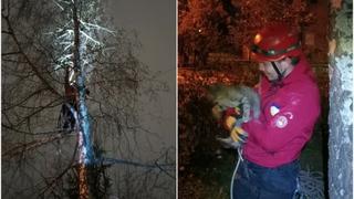 GSS Novi Grad spasio mačku s drveta