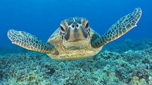 Morska kornjača Napadi - Avaz
