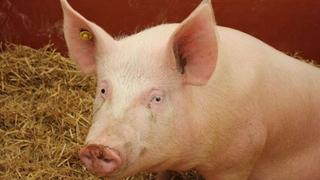 U Srbiji zbog afričke svinjske kuge eutanazirano oko 20.000 svinja