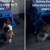 Spašen pas koji je proveo devet godina u laboratorijskom kavezu: Ovo su njegovi prvi koraci