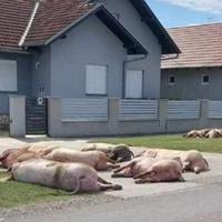Kriza u Slavoniji: Eutanazirane svinje ostavljene na ulicama, postavlja se pitanje higijenskih mjera