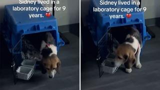 Spašen pas koji je proveo devet godina u laboratorijskom kavezu: Ovo su njegovi prvi koraci