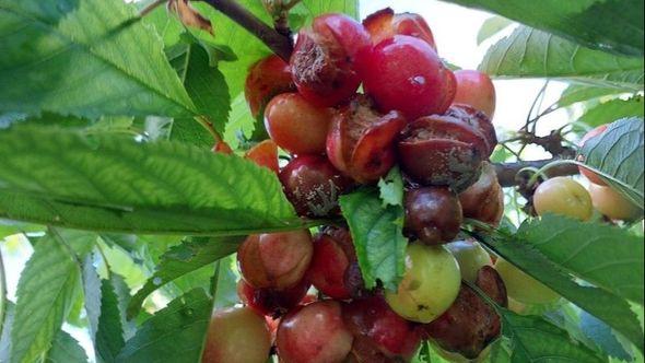 Uništene trešnje, ali i jagode u okolini Mostara - Avaz