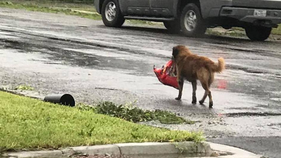 Ni oluja mu ne može ništa: Pas je sam donio hranu svojoj kući