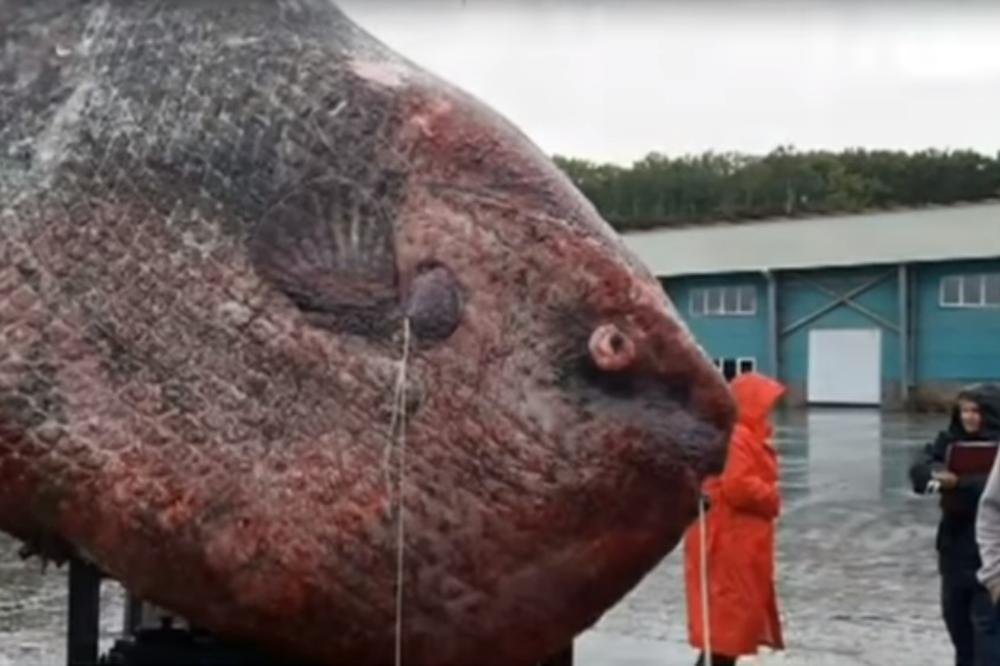 Monstruozan ulov: Ruski ribari ulovili ribu od čak jedne tone, na kraju neslavno završila