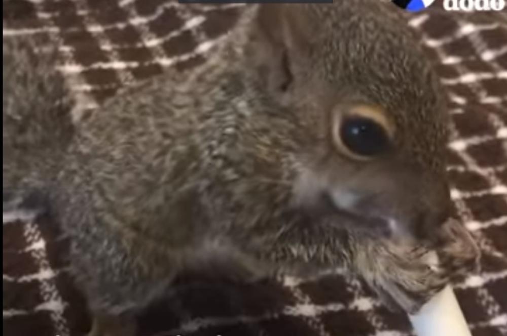 Životinje su čudo: Spasio život vjevericama, one mu ovako zahvaljuju