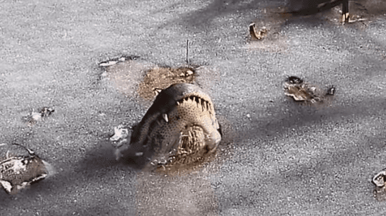 Aligatori pronašli briljantan način da prežive ekstremnu hladnoću