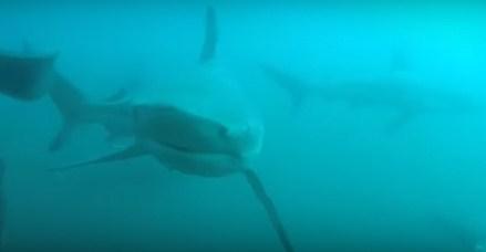 Ronilac snimio trenutak u kojem ga je napao morski pas