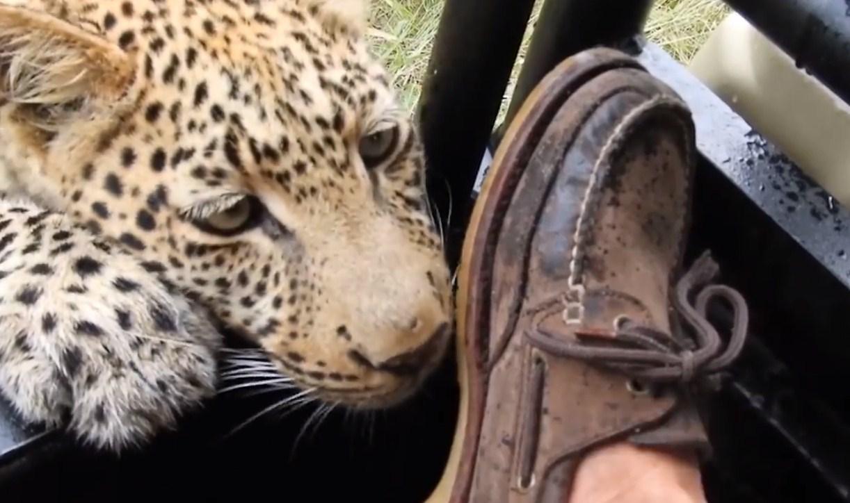 Turista snimio bliski susret s leopardom, nije mu bilo svejedno