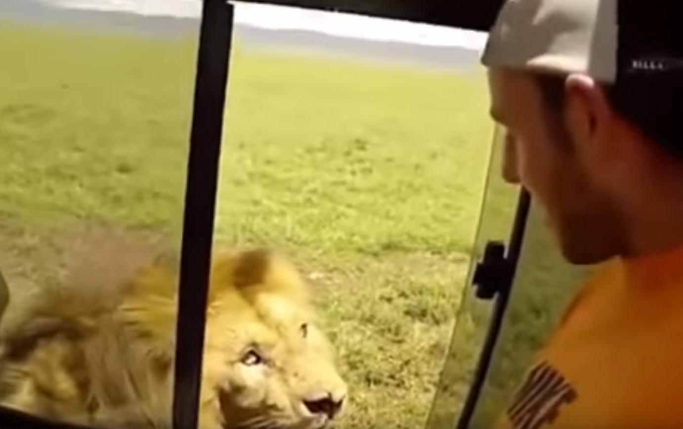 "Samo je htio pomaziti lava": Zastrašujući snimak obišao planetu