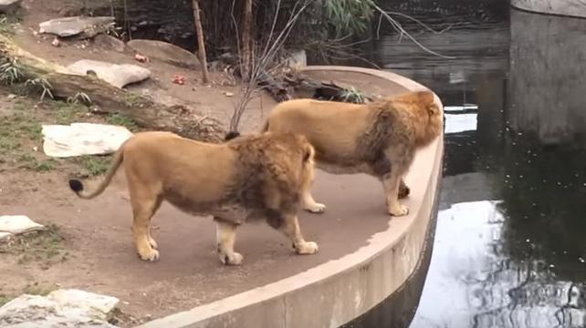 Probajte da se ne nasmijete: Čak i lavovi mogu da se obrukaju