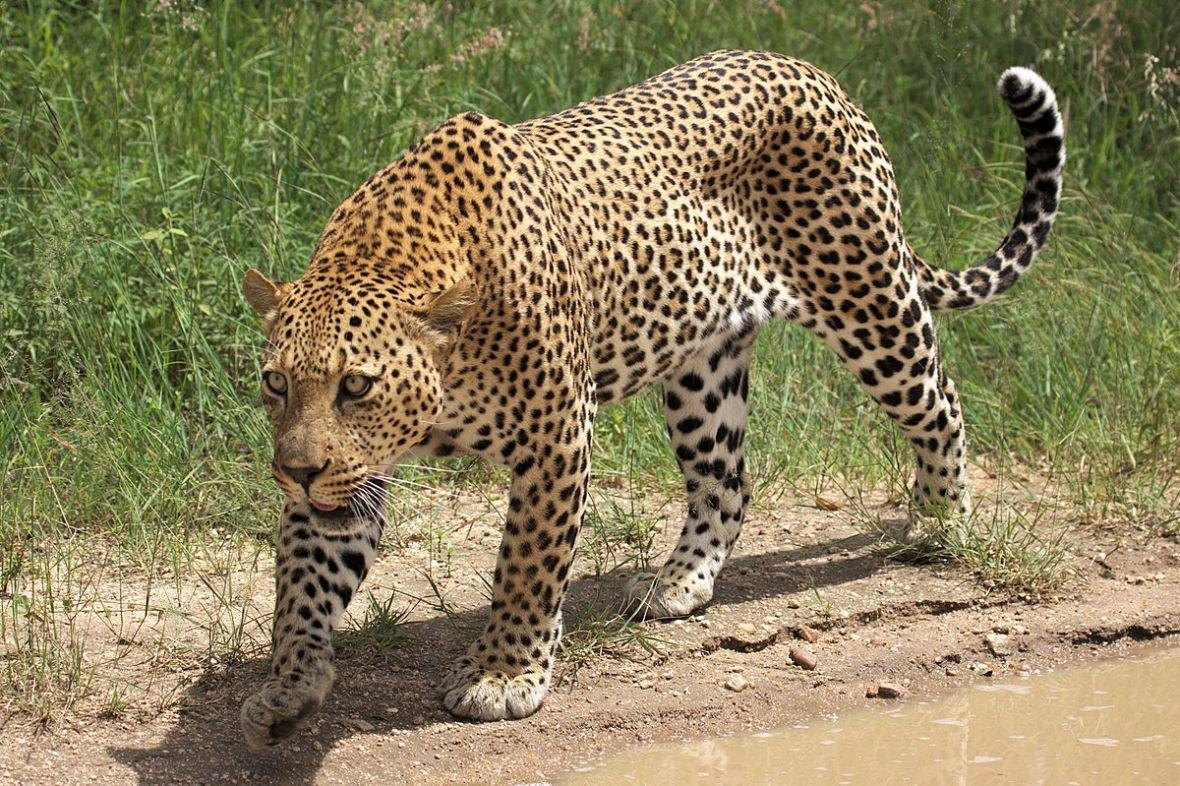 Ubijen leopard koji je za tri godine usmrtio 21 osobu