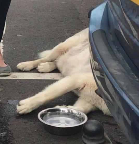Vlasnica ostavila psa dva sata u automobilu na vrućini, a kad je policija stigla, nastavila se ponašati bahato