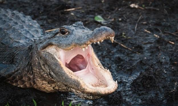 SAD: Žena pronašla aligatora u svom dvorištu