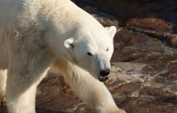 Polarni medvjed napao čovjeka na najsjevernijem norveškom otoku
