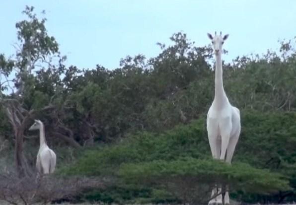 Nevjerovatna rijetkost: Prvi put u historiji snimljene bijele žirafe