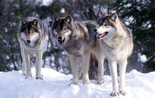 Uz pomoć fotozamki broji ugrožene sive vukove