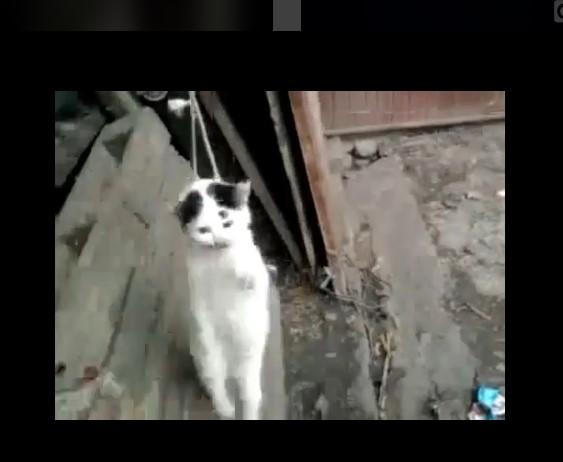 Šokantan snimak objavljen na društvenim mrežama: Dječak objesio mačku pa je metalnom šipkom tukao dok nije uginula