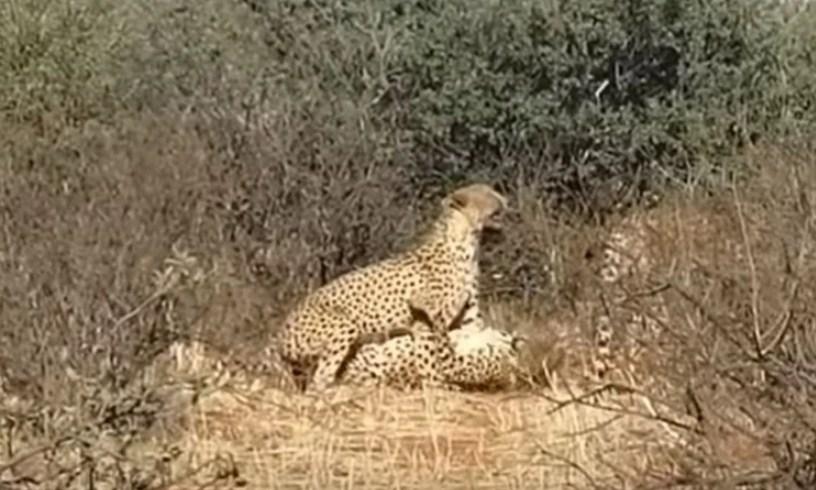 Neobičan ritual parenja geparda snimljen u rezervatu: Dva mužjaka se pare s istom ženkom