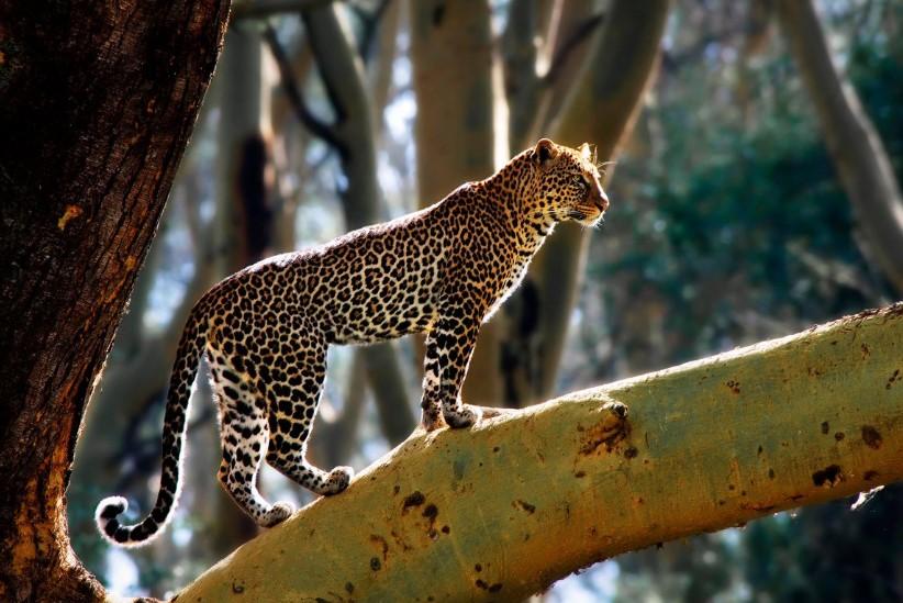 Leopard oteo djevojčicu: Sljedećeg jutra komšije pronašle stravičan prizor