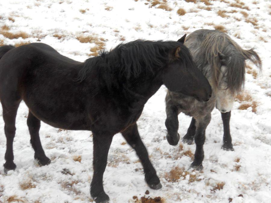 Udruženje "Borova glava" prikuplja so za livanjske divlje konje