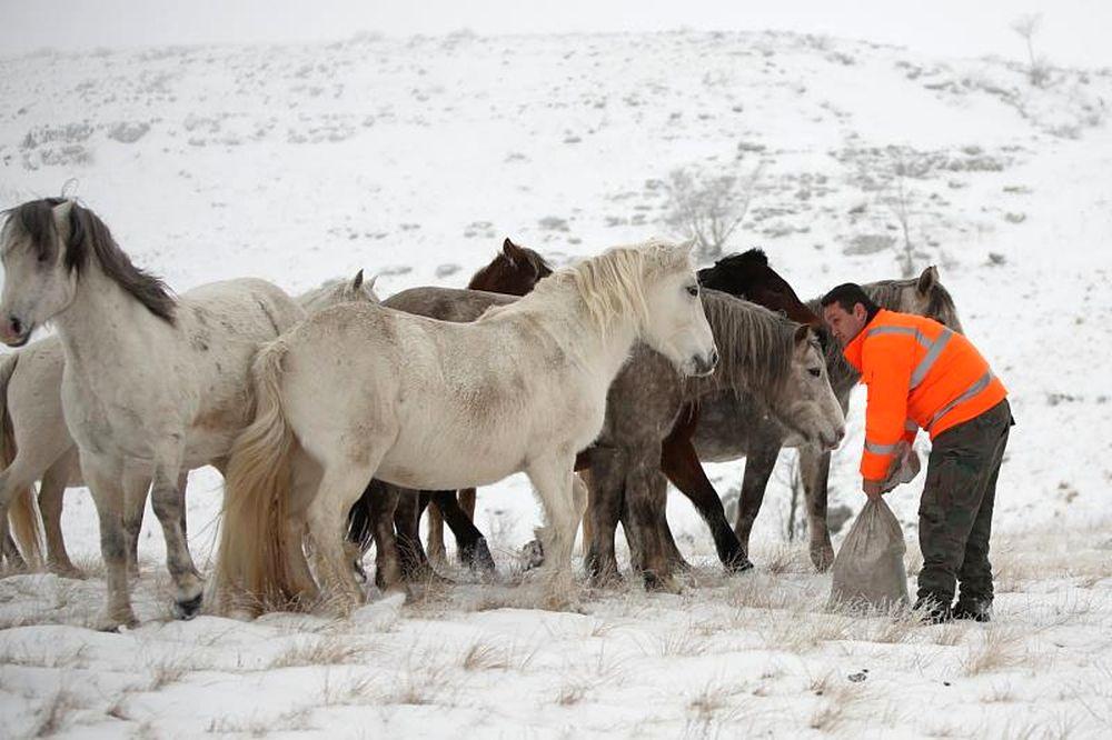 Udruženje „Borova glava“ prikuplja sredstva za nabavku soli za livanjske divlje konje - Avaz