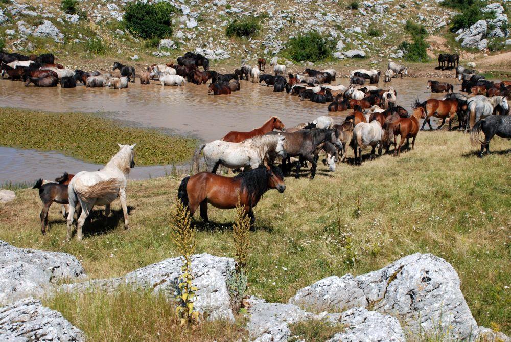 Livanjski divlji konji na lokvi na Borovoj glavi - Avaz