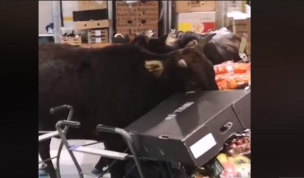 Odmetnute krave provalile u prodavnicu