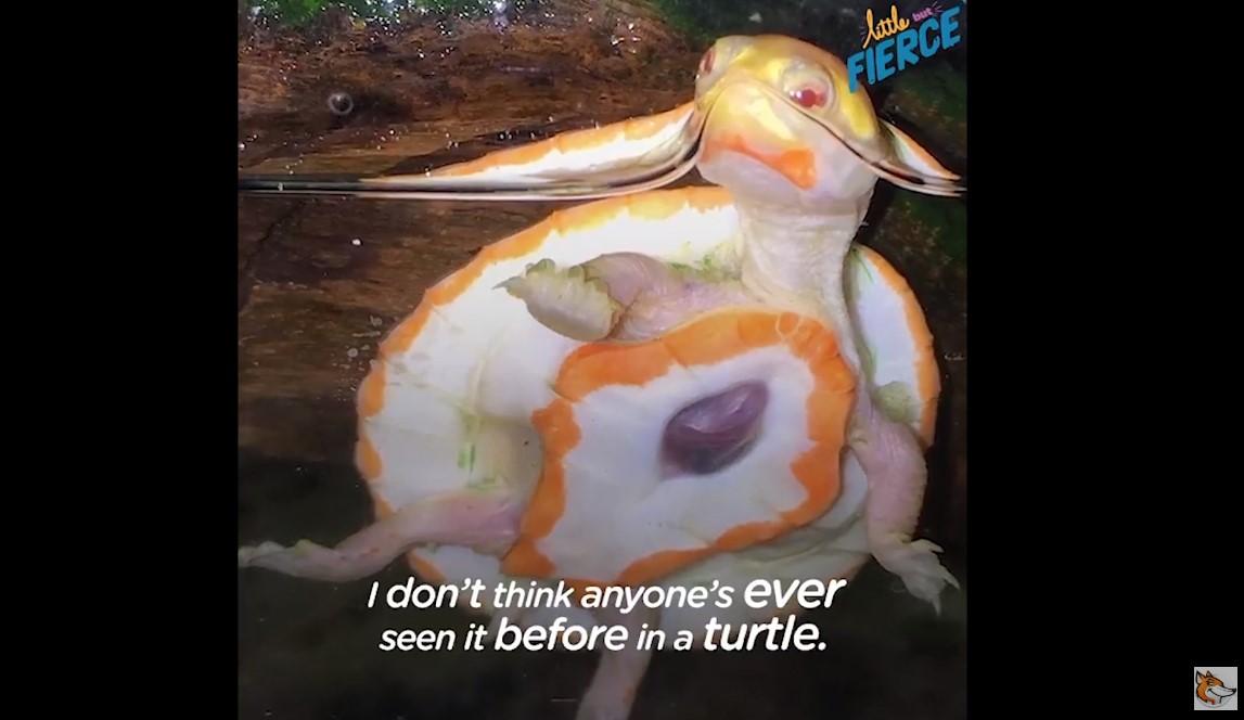 Ovo je najposebnija kornjača na svijetu koju niko nije htio udomiti