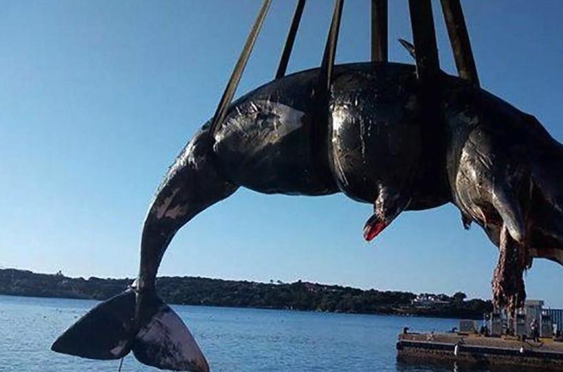 Trudna ženka kita u želucu imala 22 kilograma plastike