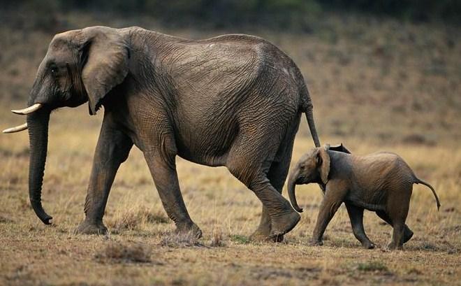 Ispovijest lovca koji je ubio više od 5.000 slonova: Uopće se ne kajem, to je bio moj posao