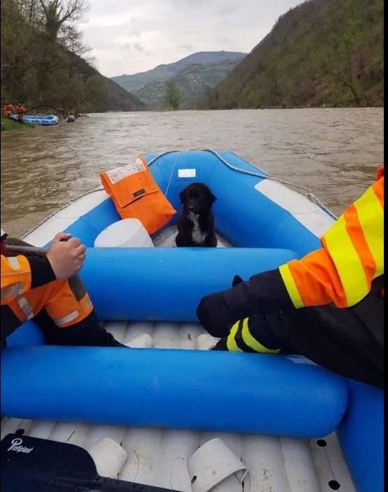 Pas u čamcu sa svojim spasiocima - Avaz
