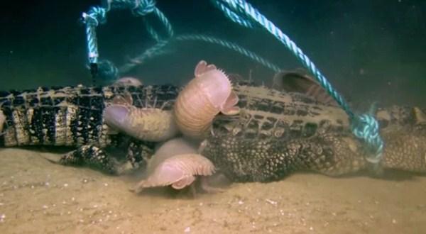 Naučnici bacili leš aligatora na dno okeana, pogledajte šta se dogodilo
