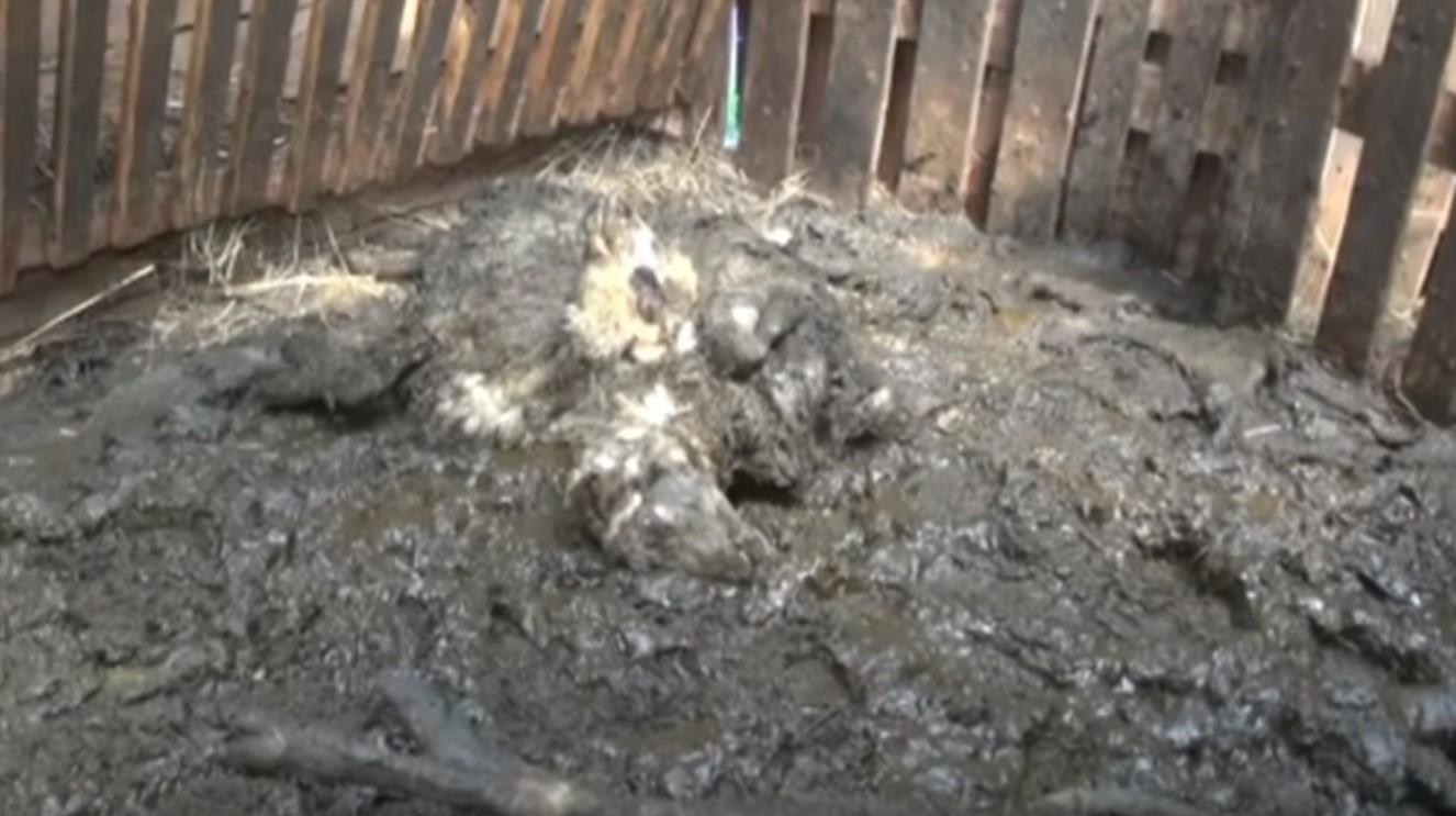 U prigradskom tuzlanskom naselju psi usmrtili 27 ovaca
