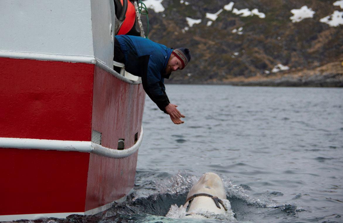 Hvaldimir u Norveškoj: Špijun ili terapijski kit