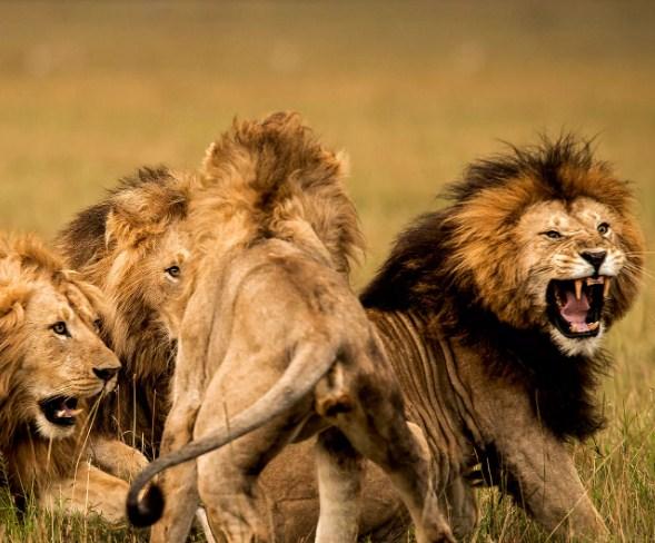 Horor na farmi lavova: Otac približio djevojčicu kavezu, zvijer iskoristila trenutak
