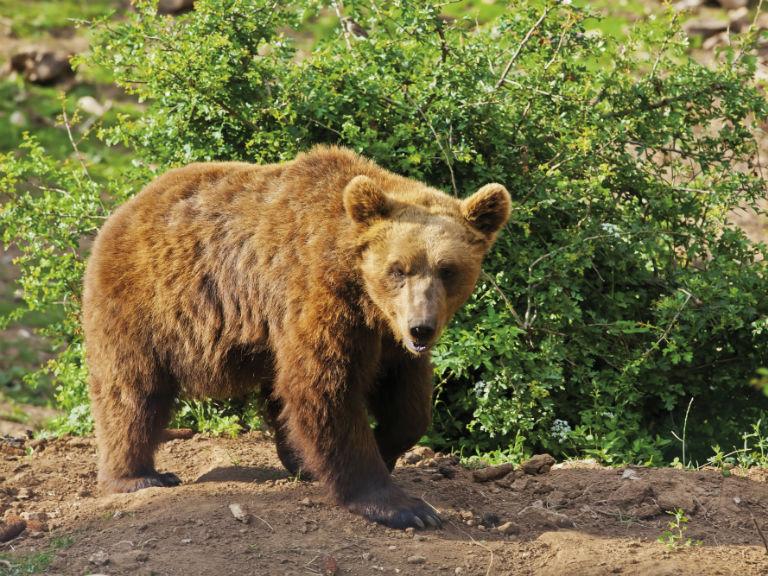 Medvjed ga mezio, našli ga nakon mjesec živog u jazbini