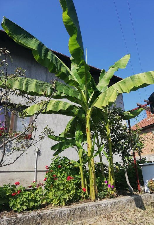 Banane cvjetaju u Koraju, čekaju se prvi plodovi