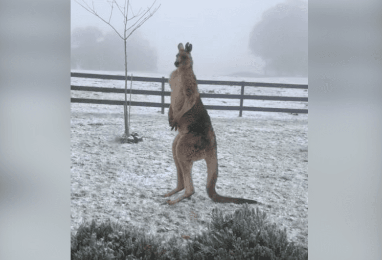 Pogledajte kako kengur drhti od zime